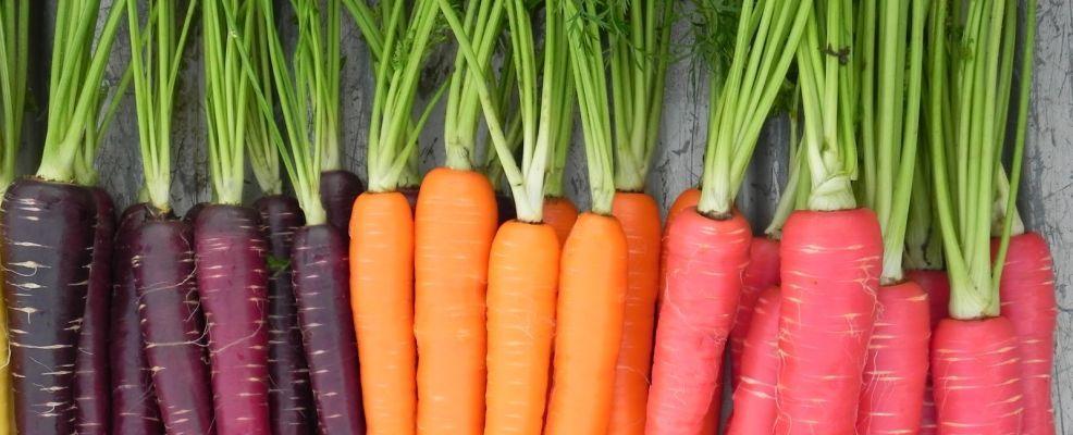 Carota, un tesoro per la nostra salute
