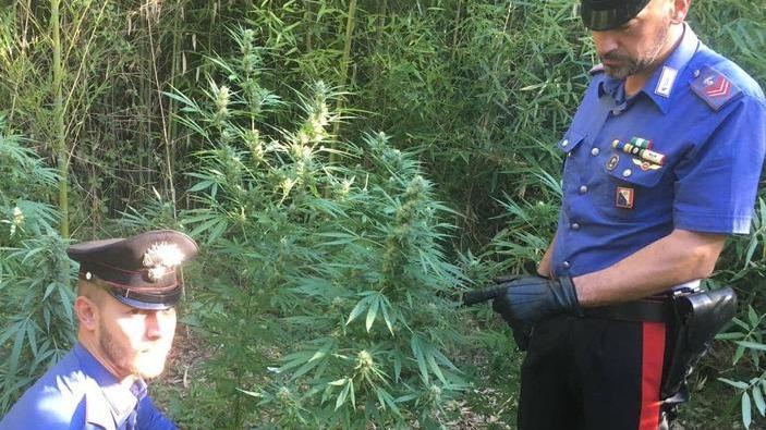 Coltivazione di marijuana scoperta dai carabinieri