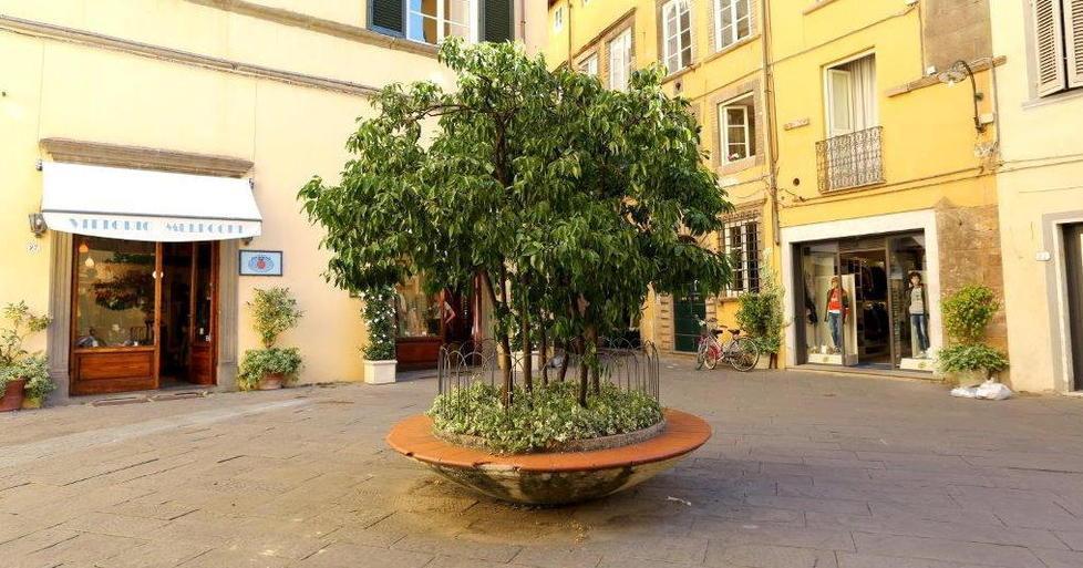 «Quella pianta è malata»