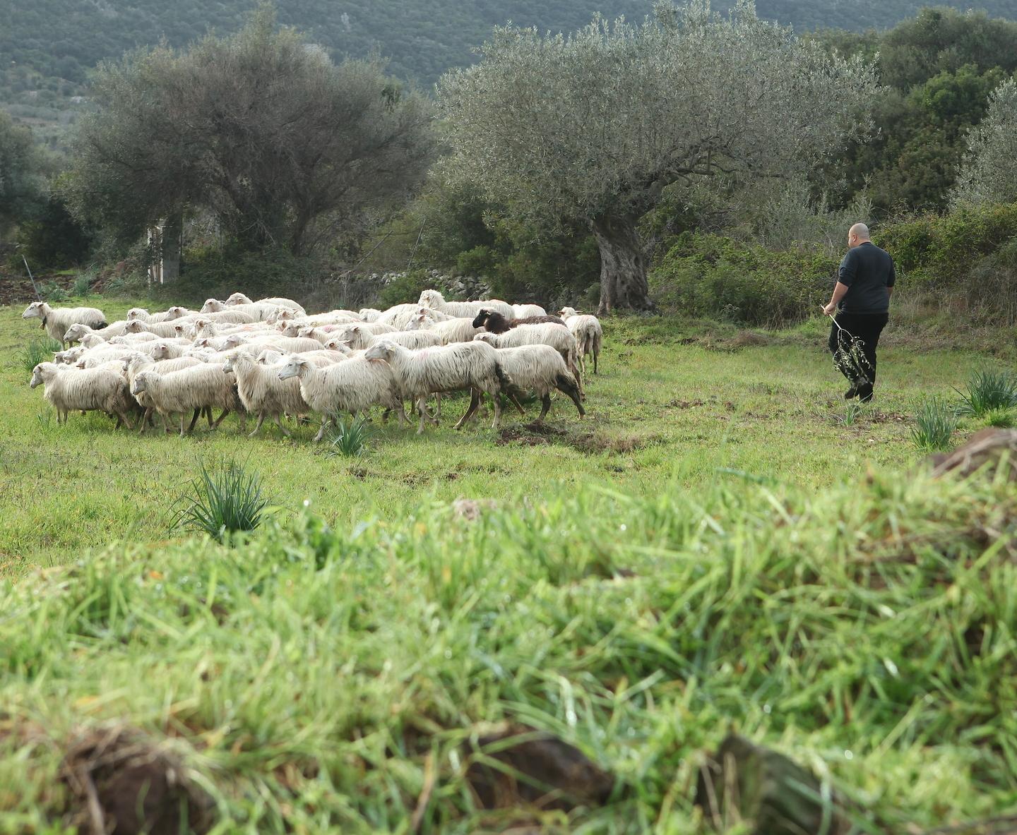 La lotta contro i gas serra parte dagli ovini dell’isola 