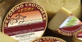 Il falso pecorino Crotonese da Thiesi al Nord America 