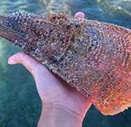 Scoperto al porto con una nacchera Turista denunciato