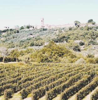 Un vigneto a Montecarlo
