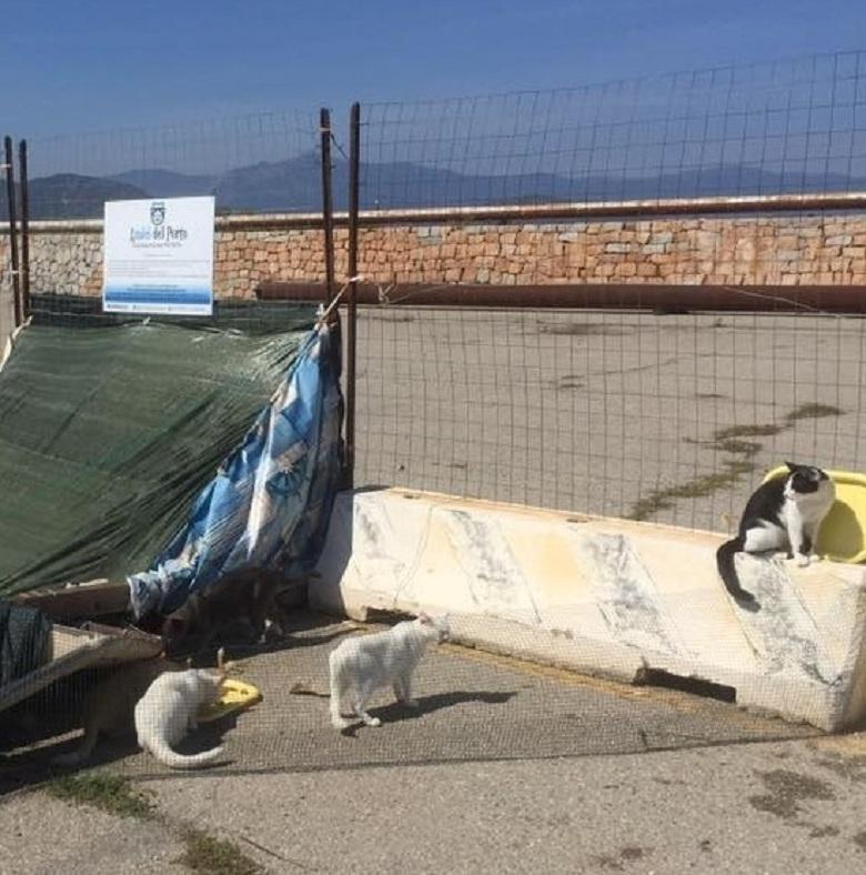 Arbatax, il killer di gatti fa strage con il veleno 