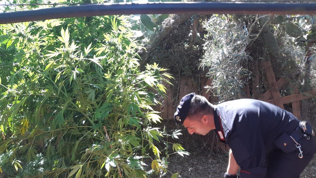 Piantagione di marijuana a Guspini: un denunciato