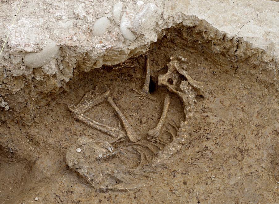 Il cane di 2.000 anni fa rimosso dalla terra e messo in salvo