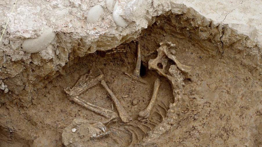 Il cane di 2.000 anni fa rimosso dalla terra e messo in salvo