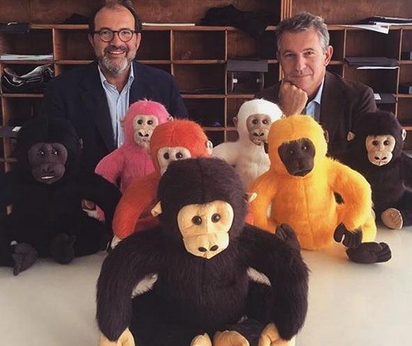 L’alpaca dei Ricceri ha un testimonial: “Suri gorilla” va a ruba 