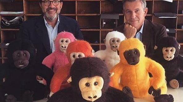 L’alpaca dei Ricceri ha un testimonial: “Suri gorilla” va a ruba