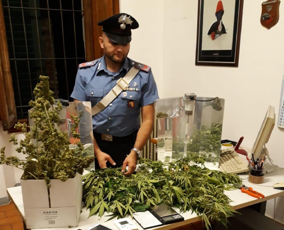 Arrestati due fratelli: coltivavano e lavoravano canapa indiana a Marliana