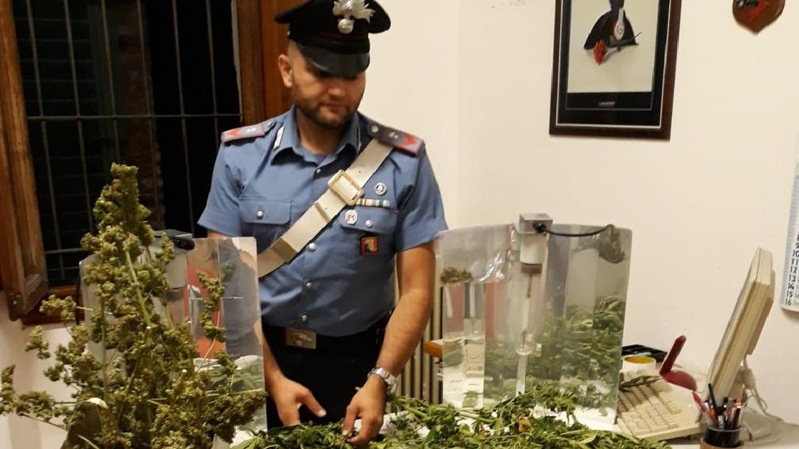 Arrestati due fratelli: coltivavano e lavoravano canapa indiana a Marliana