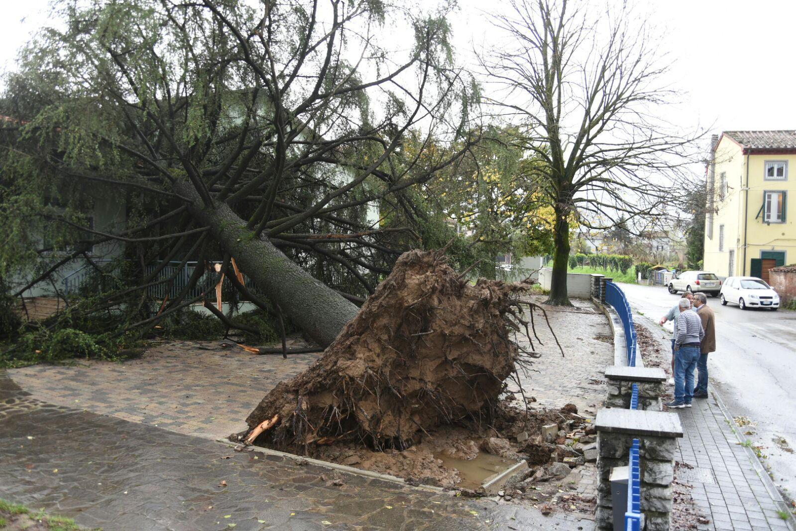 Un albero caduto a causa del maltempo (foto d'archivio)
