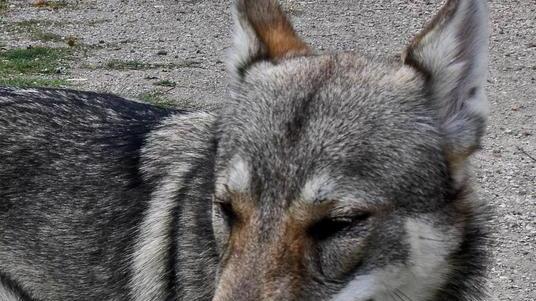 «Il mio gregge sbranato dai lupi»: la denuncia di un allevatore