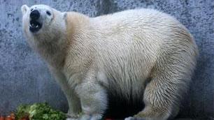 Gianna, una fidanzata per Knut