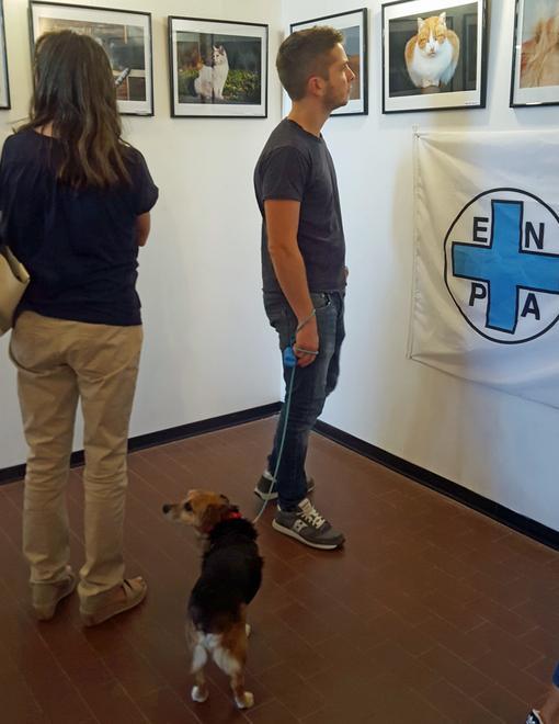 “Randagi 2019”, col calendario Enpa cani e gatti con noi per un altro anno 