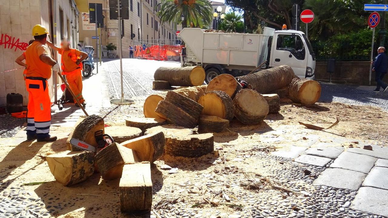 Altre due palme uccise dal parassita