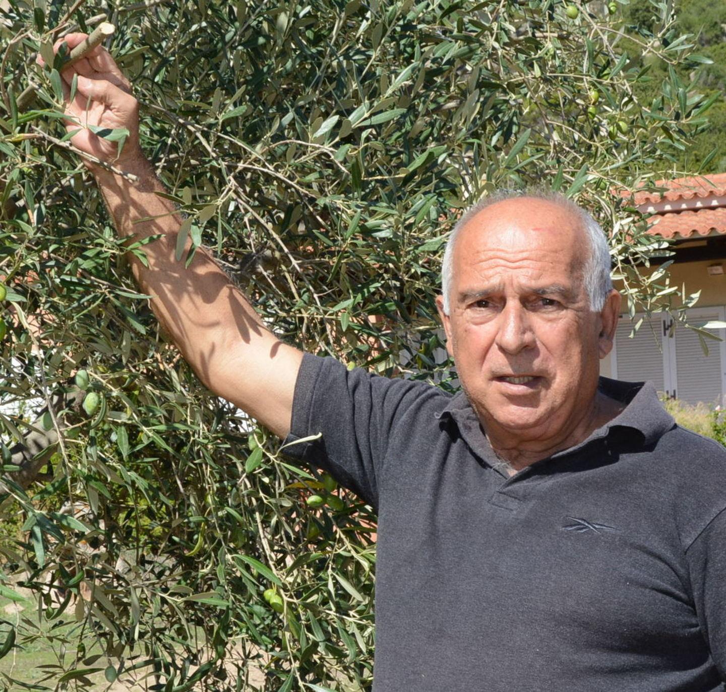 Olbia, tagliano i rami per rubare le olive: ladri notturni a Sa Bandela 