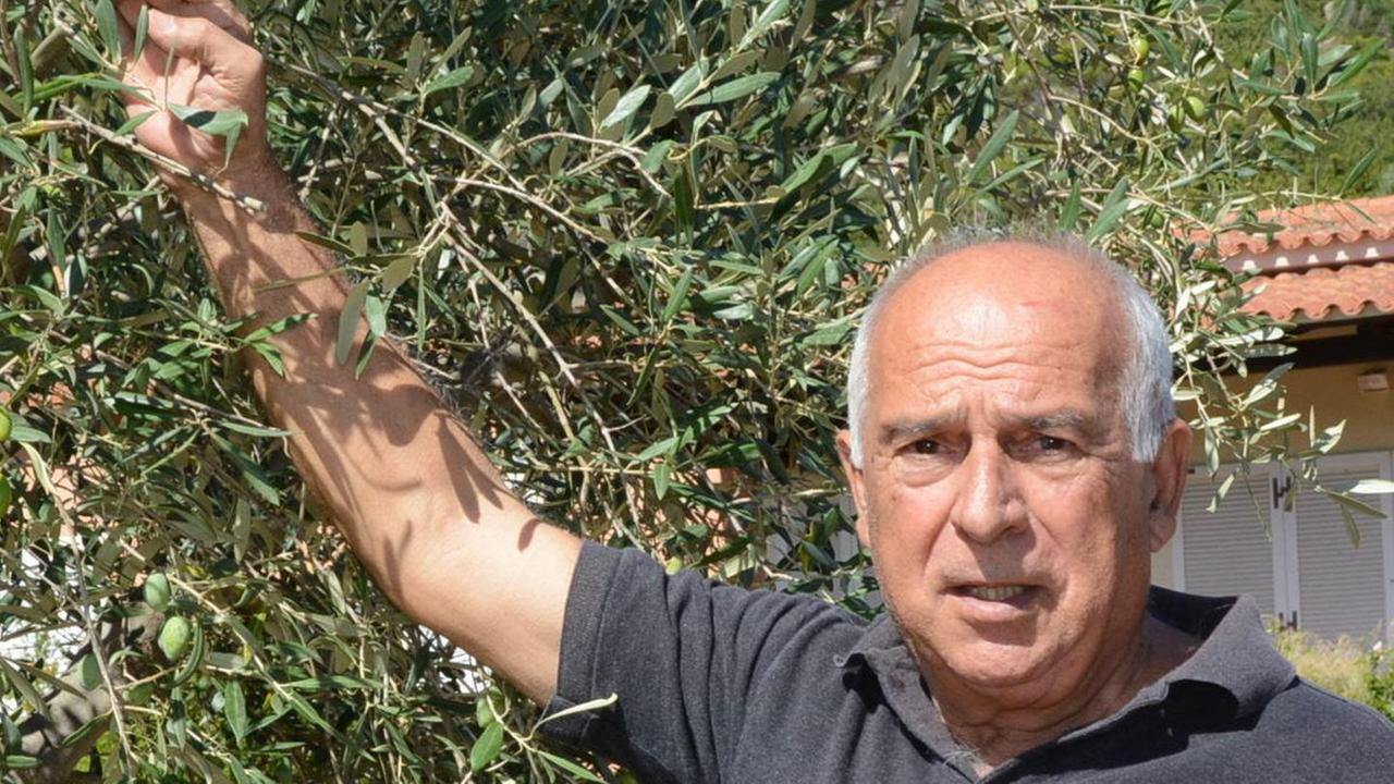 Olbia, tagliano i rami per rubare le olive: ladri notturni a Sa Bandela