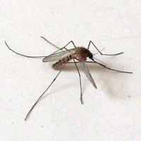 La zanzara trasmette la West Nile all'uomo