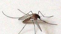 La zanzara trasmette la West Nile all'uomo