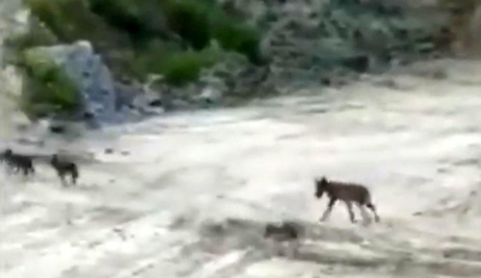 Un piccolo branco di lupi alla Dorgola di Bebbio nella vallata del Secchia 