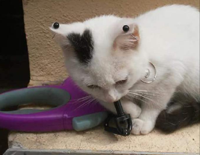 Sassari, gattino con i piercing: la rete si mobilita e i vigili lo salvano 