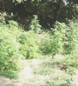 Marijuana accanto al Morellino