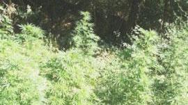Marijuana accanto al Morellino