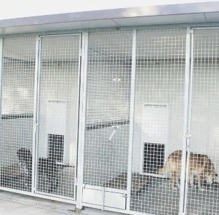 Loriana Nerli, presidente degli Amici degli animali e, sopra, alcune gabbie del canile Hermada