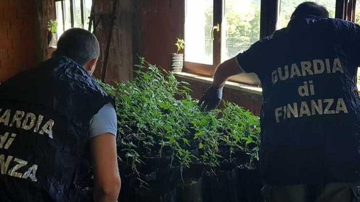Scoperta una piantagione di marijuana nana 