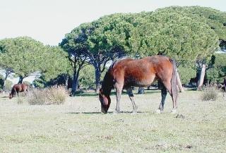 <strong>PARCO.</strong> Quello della Maremma spende 660mila euro in consulenze