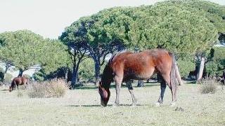 <strong>PARCO.</strong> Quello della Maremma spende 660mila euro in consulenze