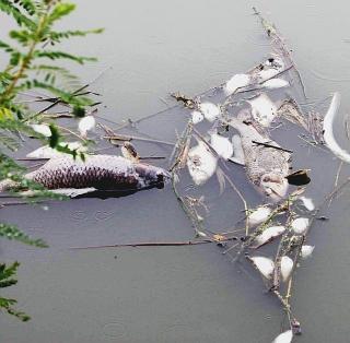 Nelle due foto sopra, le immagini della morìa dei pesci nel canale Usciana la scorsa estate