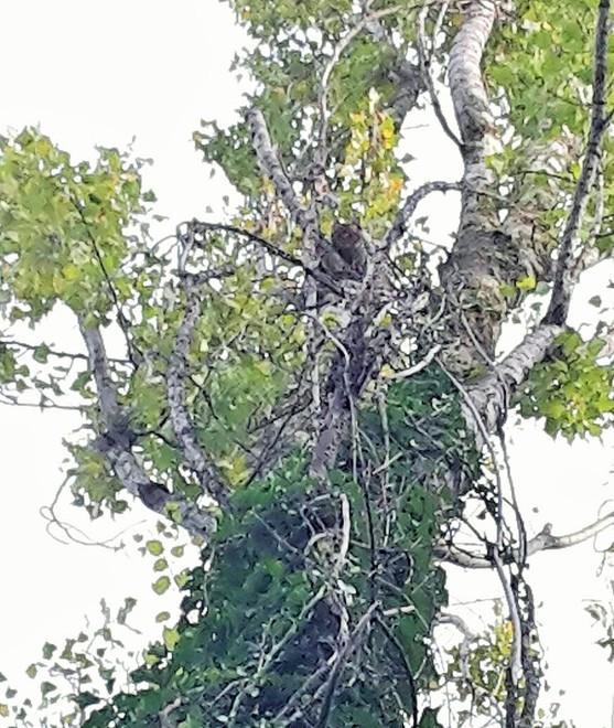 Da nove giorni su albero I vigili salvano un gatto 