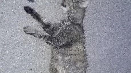 Il branco dei randagi ora fa davvero paura: ucciso un altro gatto