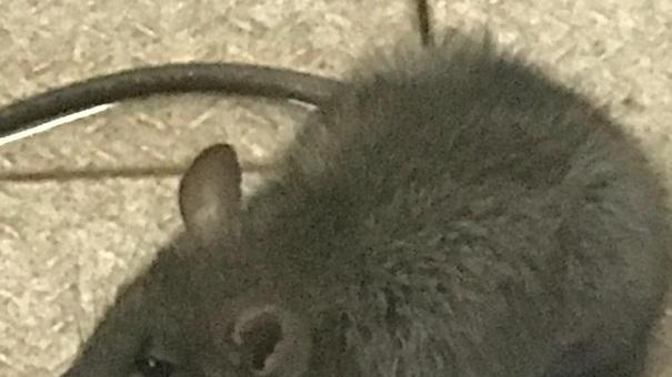 C’è un topo in cucina Mensa della questura chiusa per un giorno