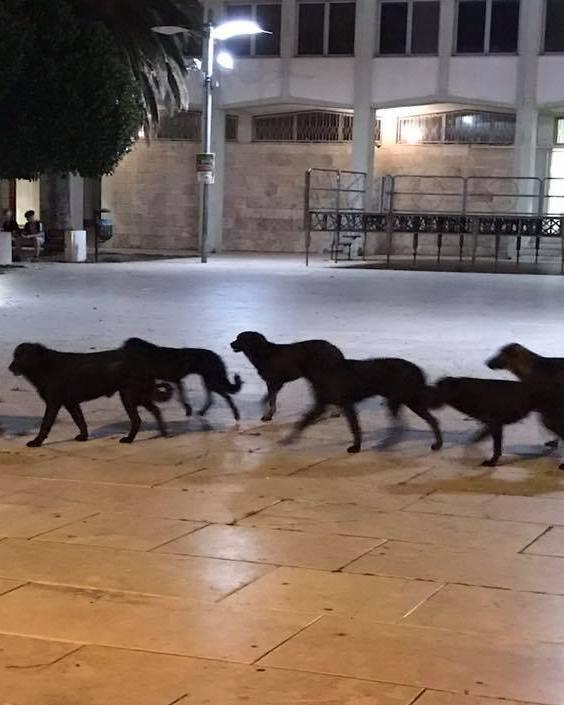 Cani randagi, emergenza seria: servono interventi urgenti 