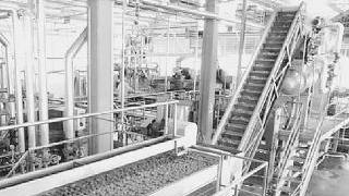 Due interni della fabbrica di pomodoro di Venturina