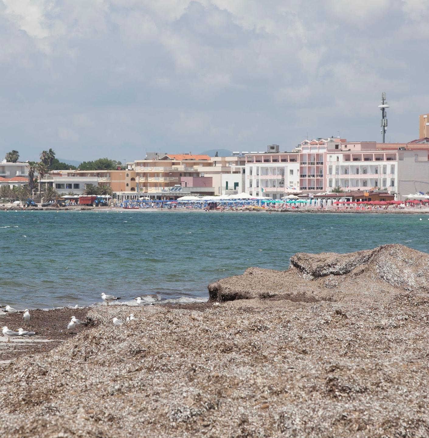 Concime dalla posidonia, si fanno avanti venti agricoltori