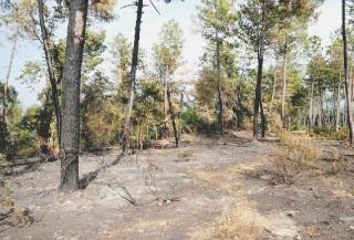 Pellame abbandonato nel bosco