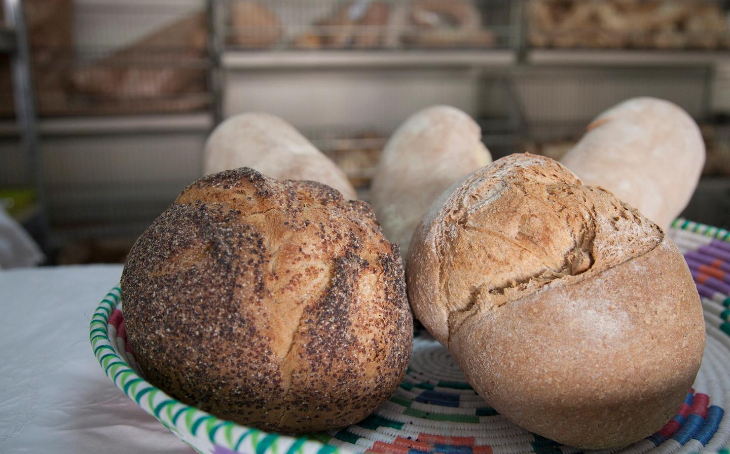 Dal grano del Parco di Porto Conte i pani della tradizione 
