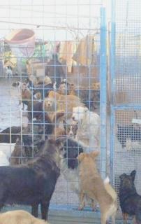 Il Rifugio Tom che ospita molti cani abbandonati