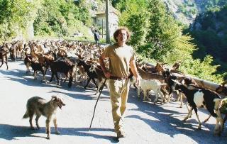 Un gregge di capre apuane portate al pascolo da Alberti