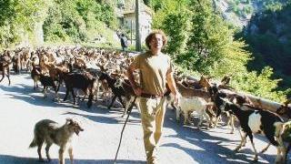 Un gregge di capre apuane portate al pascolo da Alberti