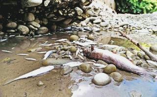 Pesci morti nel Vincio, in primo piano una bella trota Sotto la deviazione nel torrente