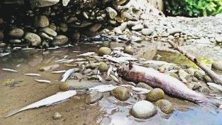 Pesci morti nel Vincio, in primo piano una bella trota Sotto la deviazione nel torrente