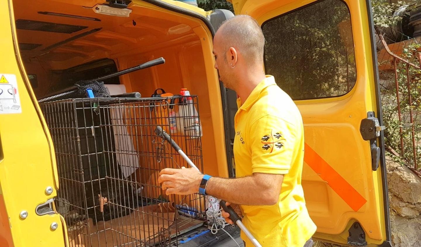 Cani randagi aggressivi a Porto Torres, via libera alla cattura 
