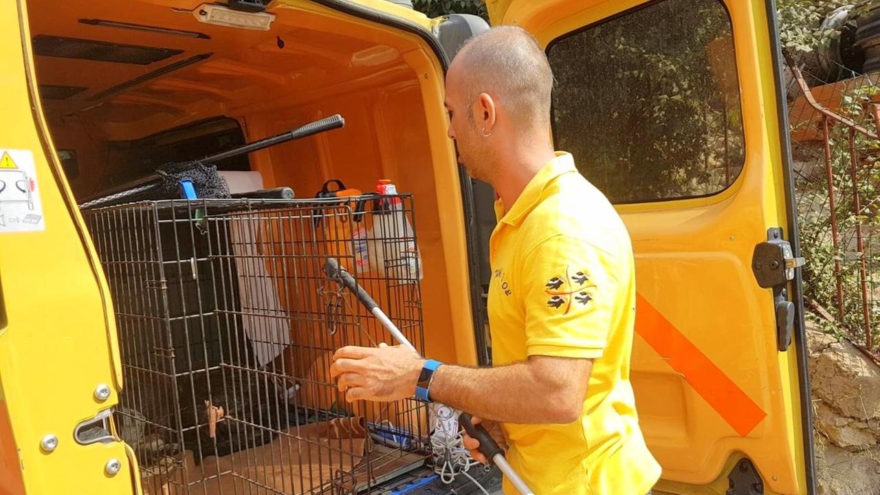 Cani randagi aggressivi a Porto Torres, via libera alla cattura 