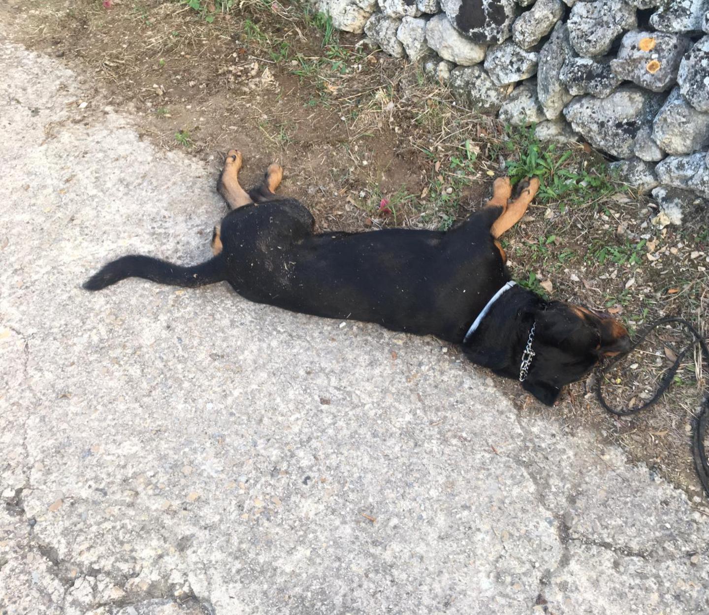 Rottweiler morde bimbo, il padrone uccide il cane 