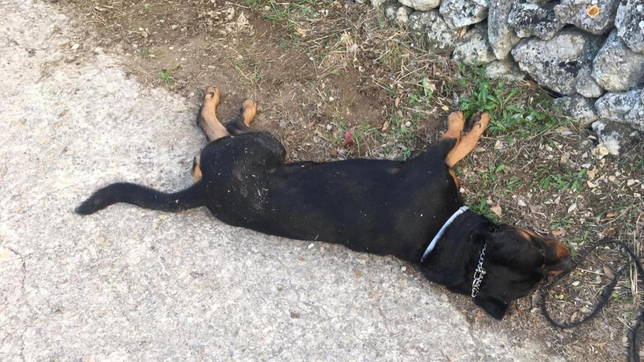 Rottweiler morde bimbo, il padrone uccide il cane 